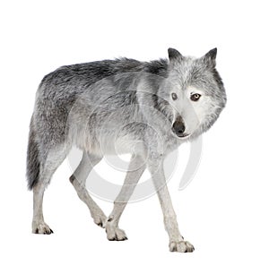 Mackenzie Valley Wolf (8 years) - Canis lupus occi