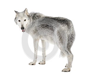 Mackenzie Valley Wolf (8 years) - Canis lupus occi