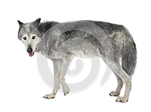 Mackenzie Valley Wolf (8 years) - Canis lupus occidentalis