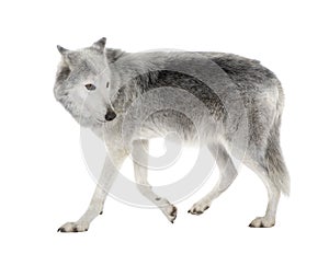 Mackenzie Valley Wolf - Canis lupus occidentalis