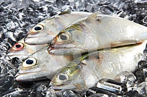 Mackeral Fish