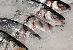 Mackeral on ice at fishmonger