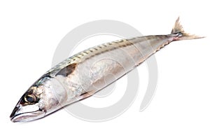 Mackerel photo