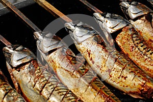 Mackerel