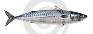 Mackerel