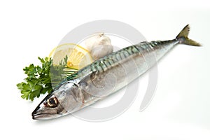 Mackerel