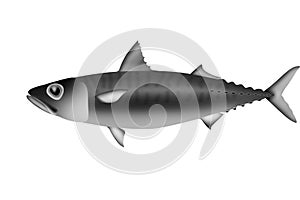 Mackerel