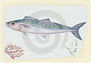 Mackerel