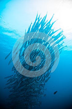 Mackerel barracuda kingfish diver blue scuba diving bunaken indonesia ocean