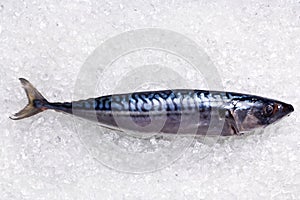 Mackerel on crushed ice