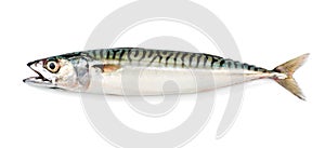 Mackerel Fish photo