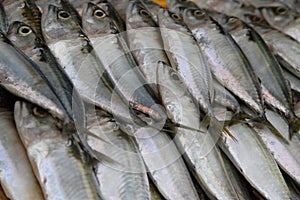 Mackerel Fish photo