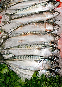 Mackerel fish