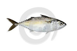 Mackerel fish