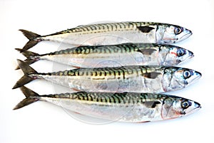 Mackerel fish photo