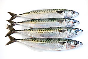 Mackerel fish