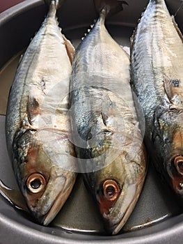 Mackerel fish on a dish