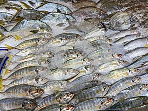 Mackerel fish frozen on ice for sale at seafood market