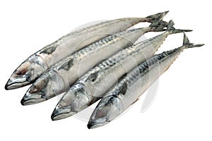 Mackerel fish isolated