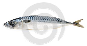 Mackerel fish isolated