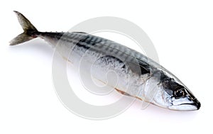 Mackerel photo