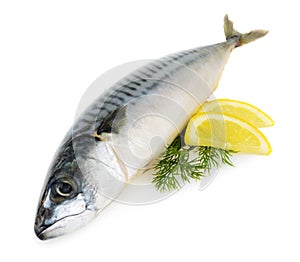 Mackerel fish isolated