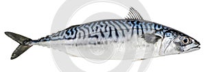 Mackerel fish isolated on white background. Fresh seafood