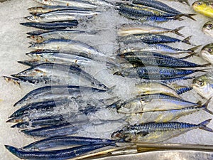 Mackerel fish piled on frozen ice for sale