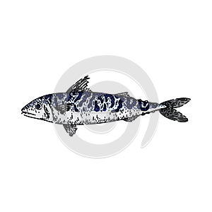 mackerel fish sketch hand drawn vector