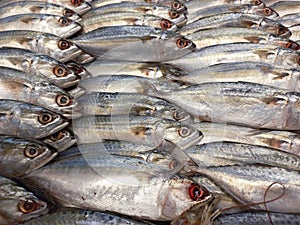 Mackerel fish is a type of fish for packaged sardines which is sold in supermarkets