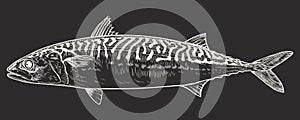 Mackerel fish. Vector illustration in engraving style