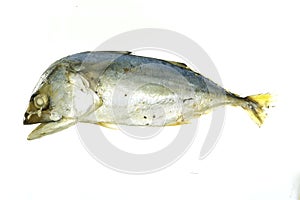Mackerel