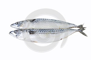 Mackerel fish