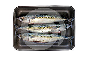 Mackerel fishes in the roaster isolated on white