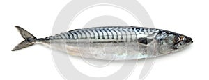 Mackerel photo