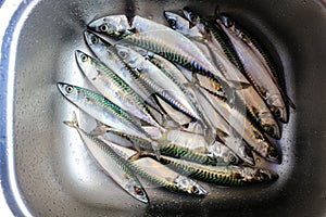 Mackerel