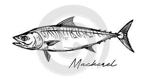 Mackerel hand drawn black and white vector photo