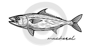 Mackerel hand drawn black and white vector photo