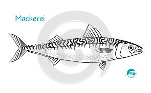 Mackerel hand-drawn illustration