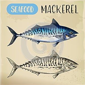 Mackerel hand drawn signboard for fish store