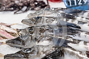 Mackerel icefish fresh on a refrigerated store counter among crushed ice.
