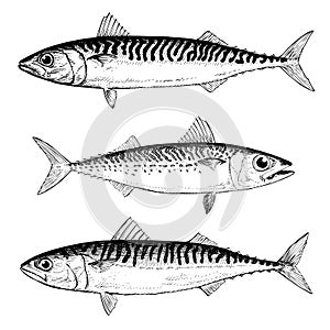Mackerel Illustrations