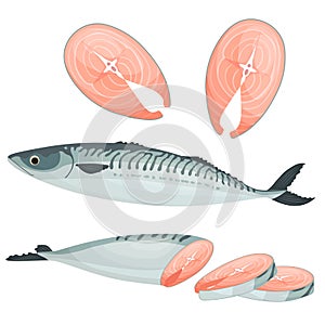 Mackerel isolated on white background. Fillet of sea fish Vector illustration