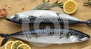 Mackerel Popular seafood. Fresh white sea Mackerel fish cod fillets on a background with lemon ,salt, ingredients for cooking lunc