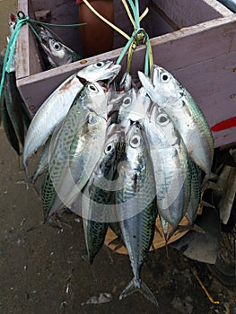 Mackerel (Rastrelliger spp) selling on the street in sulawesi, Indonesia