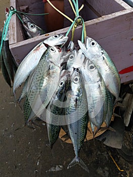 Mackerel (Rastrelliger spp) selling on the street in sulawesi, Indonesia photo