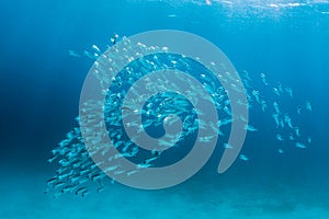 Mackerel school feeding