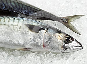 Mackerel, scomber scombrus, Fresh Fish on Ice