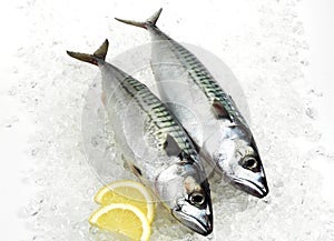 Mackerel, scomber scombrus, Fresh Fish with Lemon on Ice