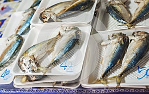 Mackerel steam on a white foam